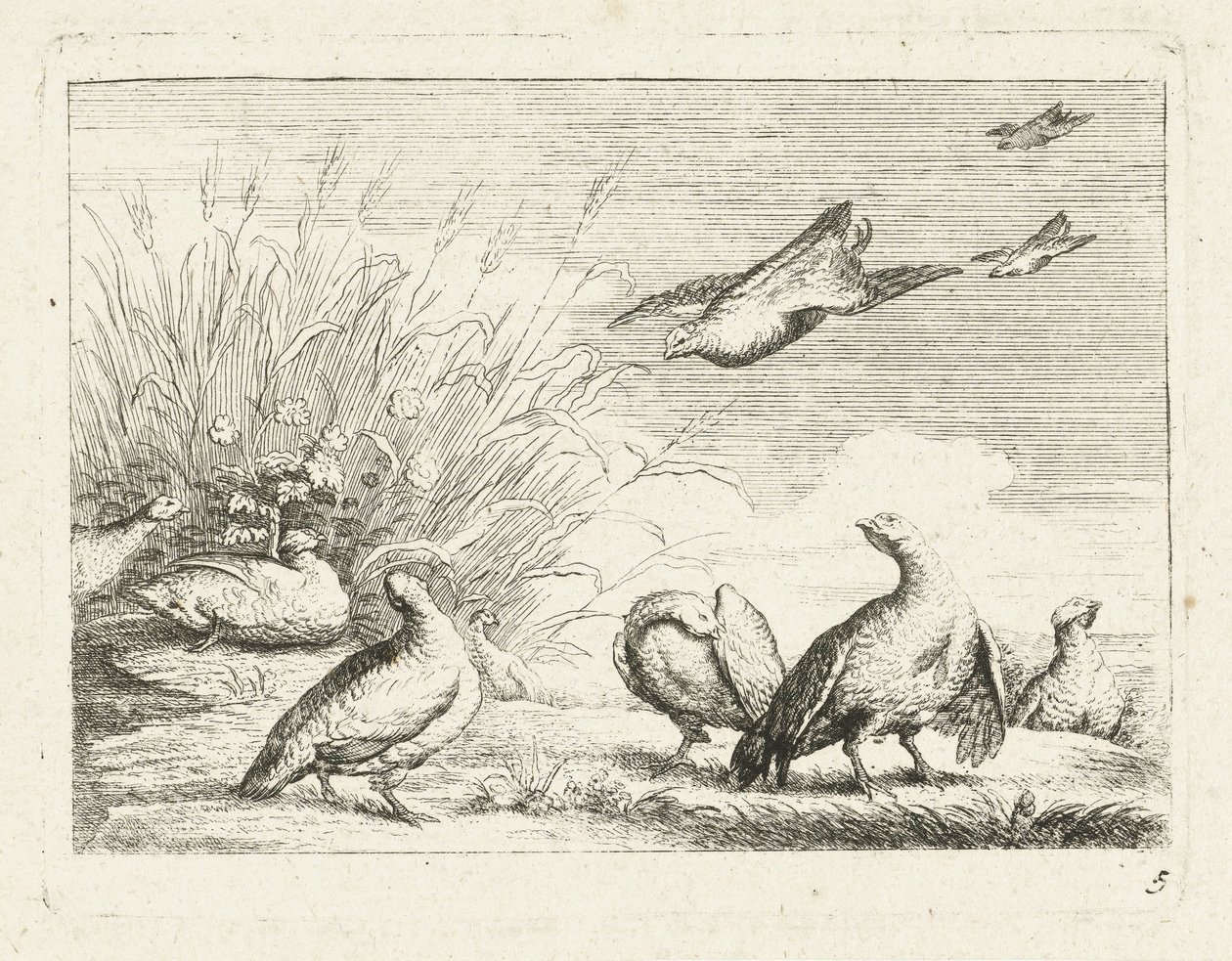 Patrijzen door Anonymous