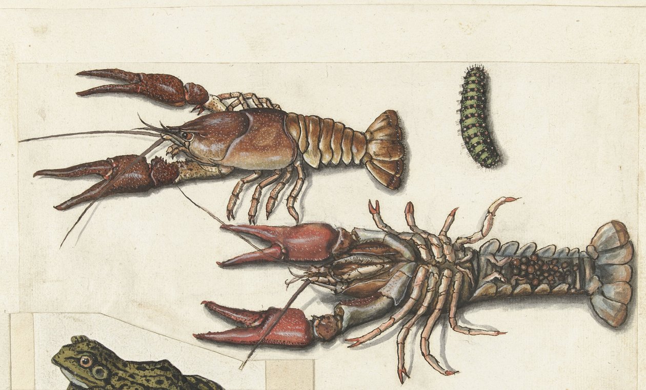 Twee langoustines en een rups (Cangrejos) (Lombard album) door Anonymous