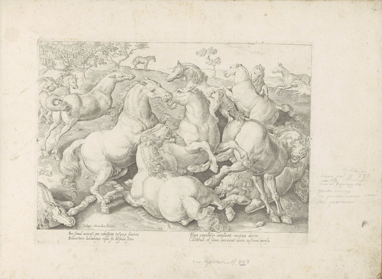 Vechtende paarden door Anonymous