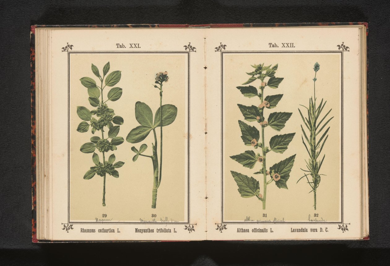 Wegedoorn en waterdrieblad door Anonymous