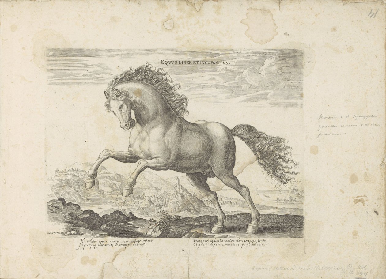 Wild paard door Anonymous