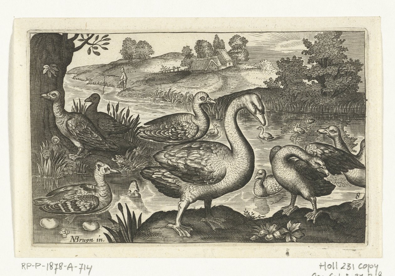 Zwaan en ganzen en eenden (Vogels en insecten) door Anonymous