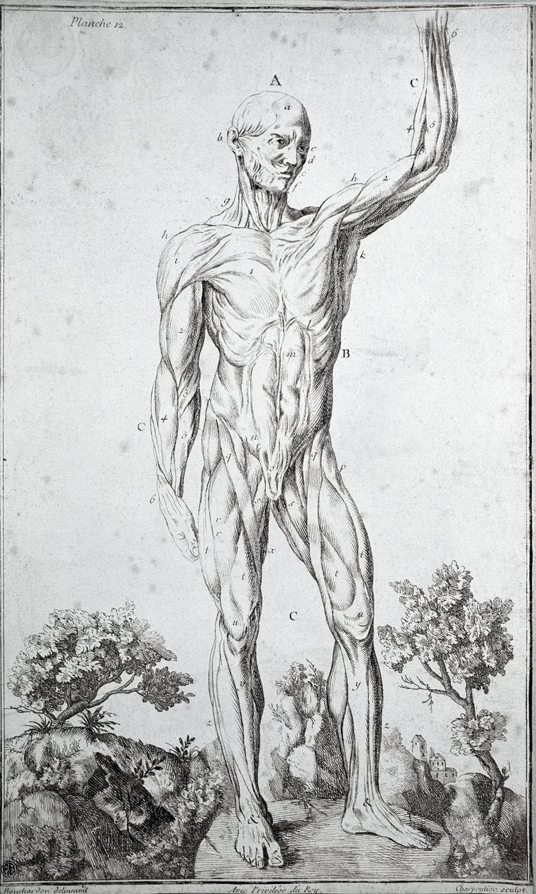 Anatomische studie van het menselijke spierstelsel door Anonymous Anonymous