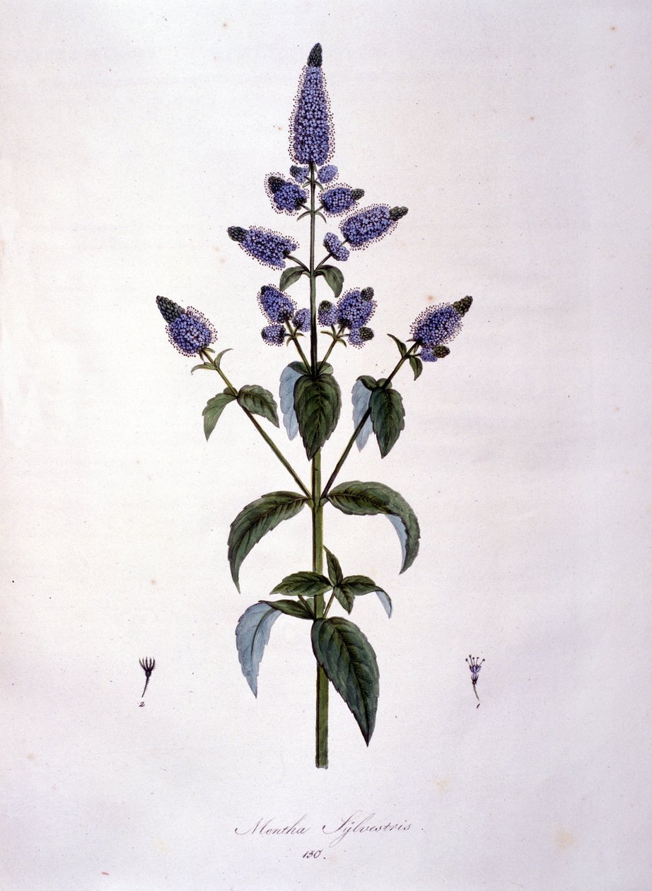 Botanische plaat: wilde munt (mentha sylvestris). Gravure uit de 19e eeuw door Anonymous Anonymous