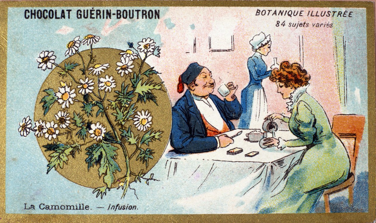 Kamille: infusie. Gravure (chromo). Reclamechromolithografie voor Guerin-Boutron chocolade, eind 19e eeuw. Illustree Botanische Serie. door Anonymous Anonymous