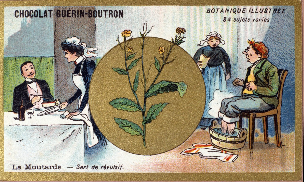 Mosterd dient als een revulsief. Gravure (chromo). Reclamechromolithografie voor Guerin-Boutron chocolade, eind 19e eeuw. Illustree Botanische Serie door Anonymous Anonymous