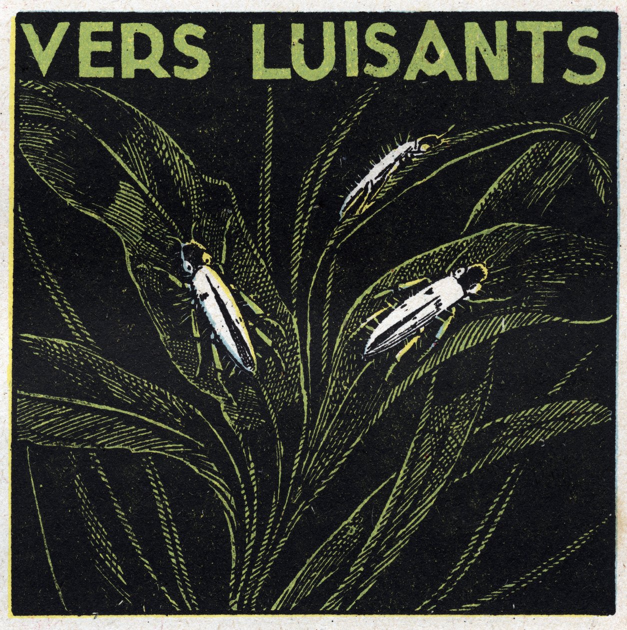 Fosforescentie: gloeiende groenen. Anonieme illustratie uit 1925. Privécollectie. door Anonymous Anonymous