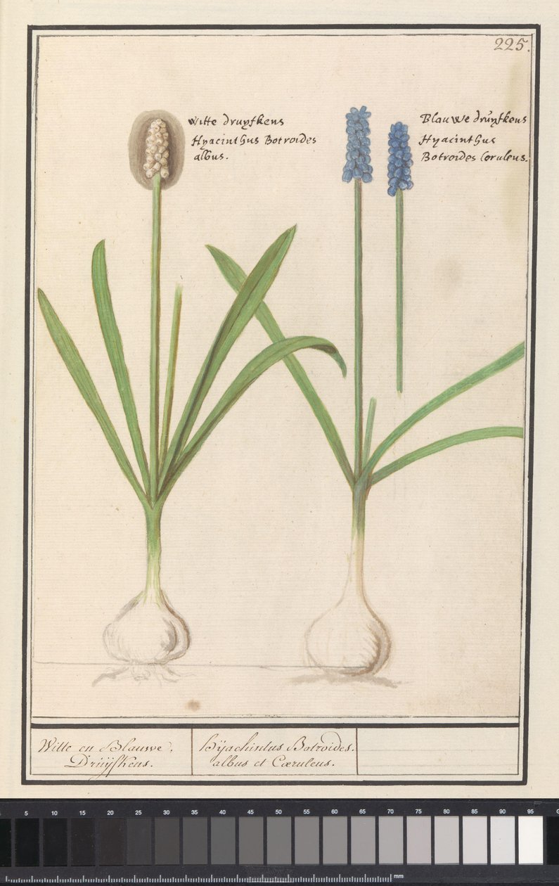 Blauwe en witte druifjes (Muscari botryoides) Witte en Blauwe Druijfkens. / Dhijachintus Botroides. albus et Coeruleus door Anselmus Boëtius de Boodt