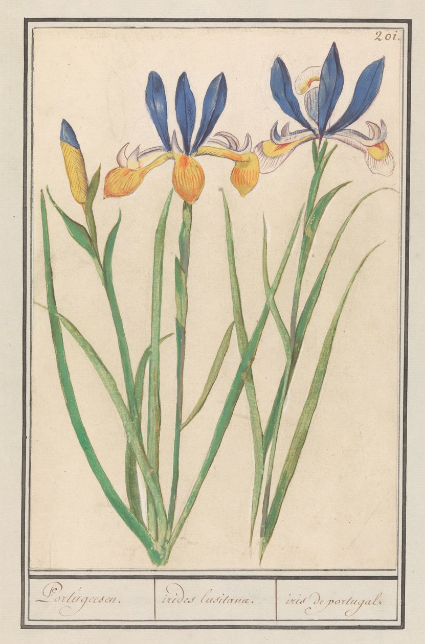 Blauwgele lis (Iris sibirica) door Anselmus Boëtius de Boodt