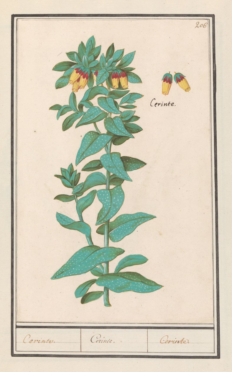 Cerinthe (Cerinthe major) door Anselmus Boëtius de Boodt