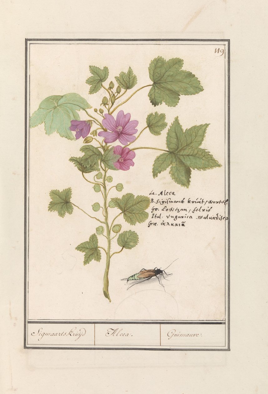 Groot kaasjeskruid (Malva sylvestris) door Anselmus Boëtius de Boodt