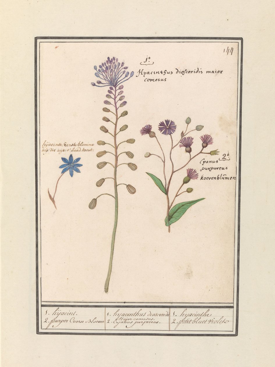Kuifhyacint (Muscari comosum) en korenbloem (Centaurie) door Anselmus Boëtius de Boodt