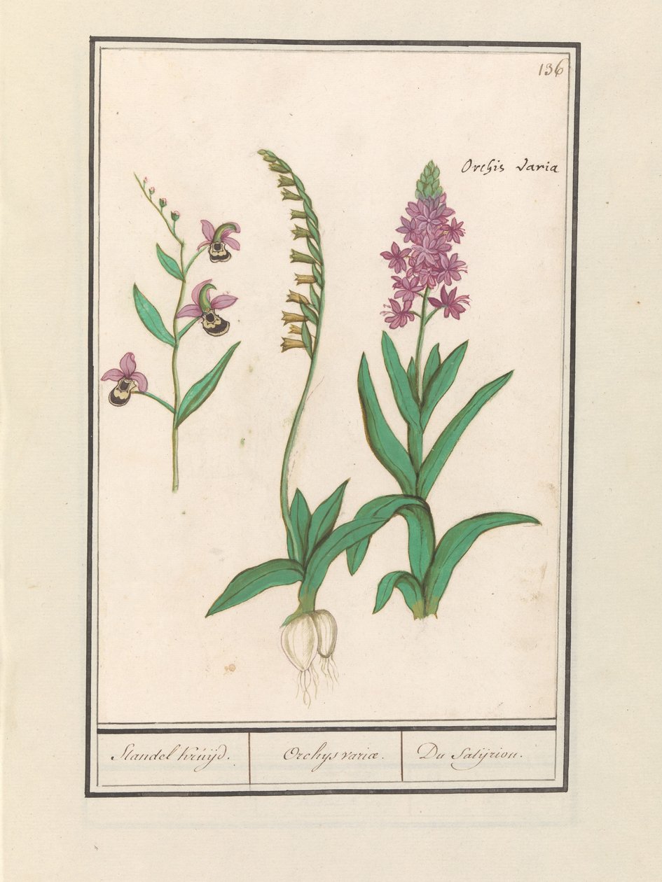 Orchidee (Orchidaceae) door Anselmus Boëtius de Boodt