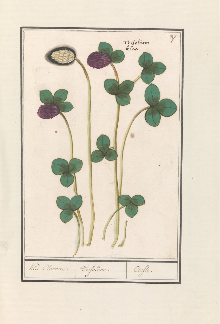 Rode klaver (Trifolium pratense) door Anselmus Boëtius de Boodt