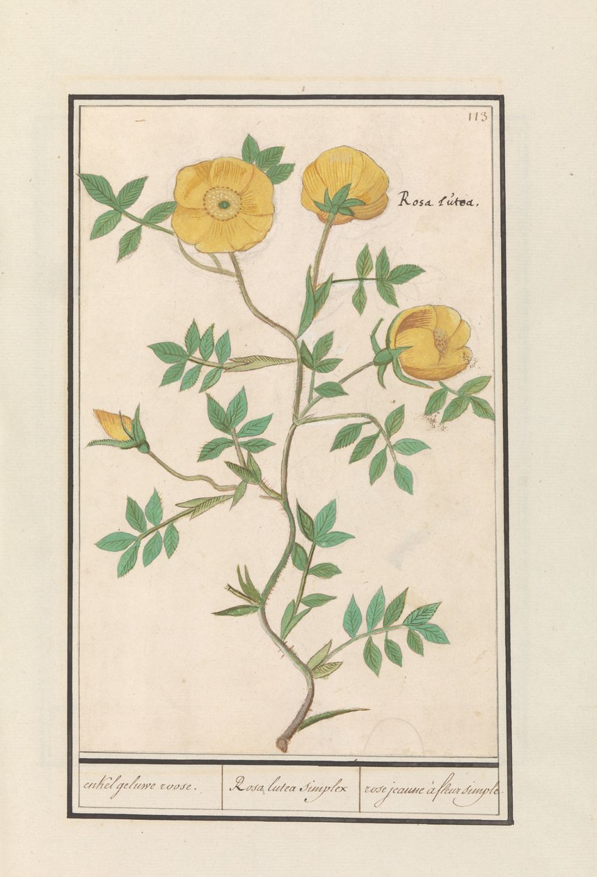Roos (Rosa) door Anselmus Boëtius de Boodt