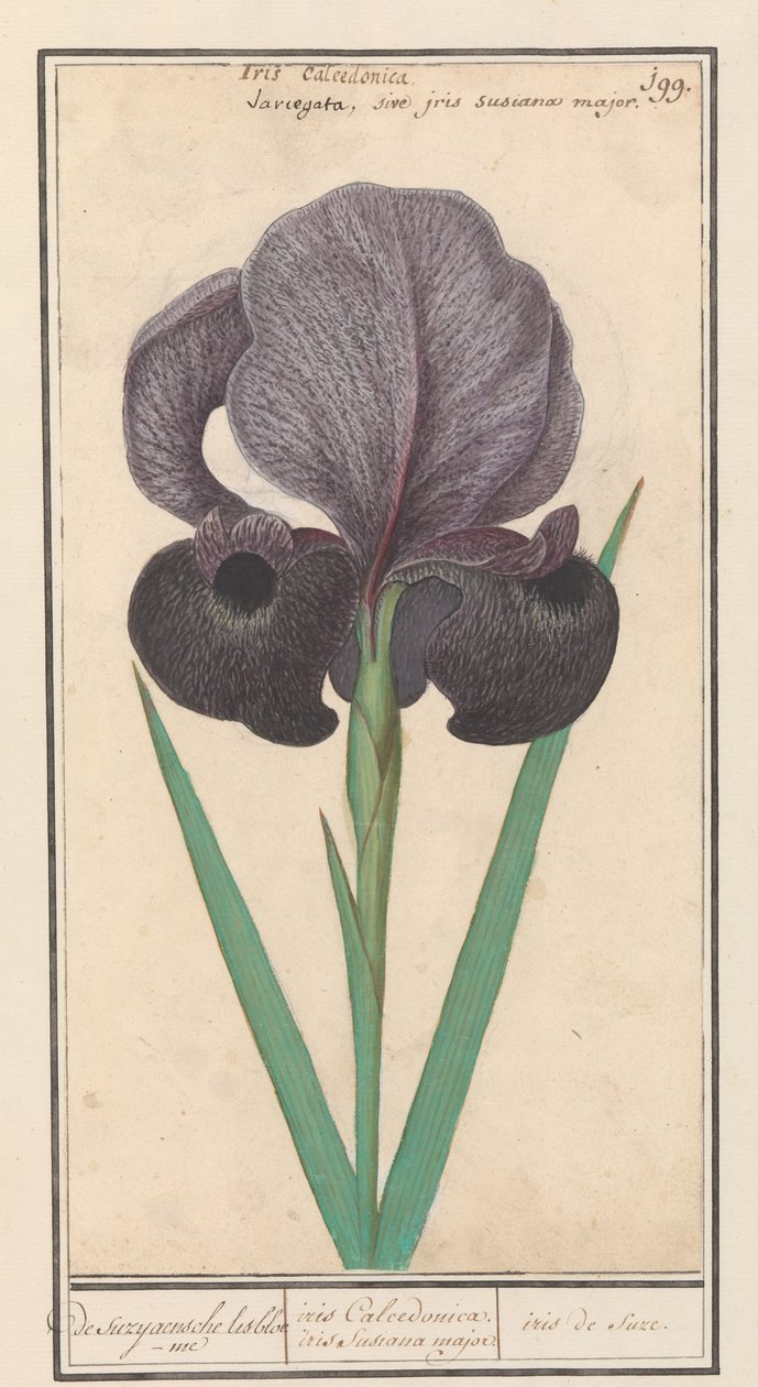 Rouwiris (Iris susiana) door Anselmus Boëtius de Boodt