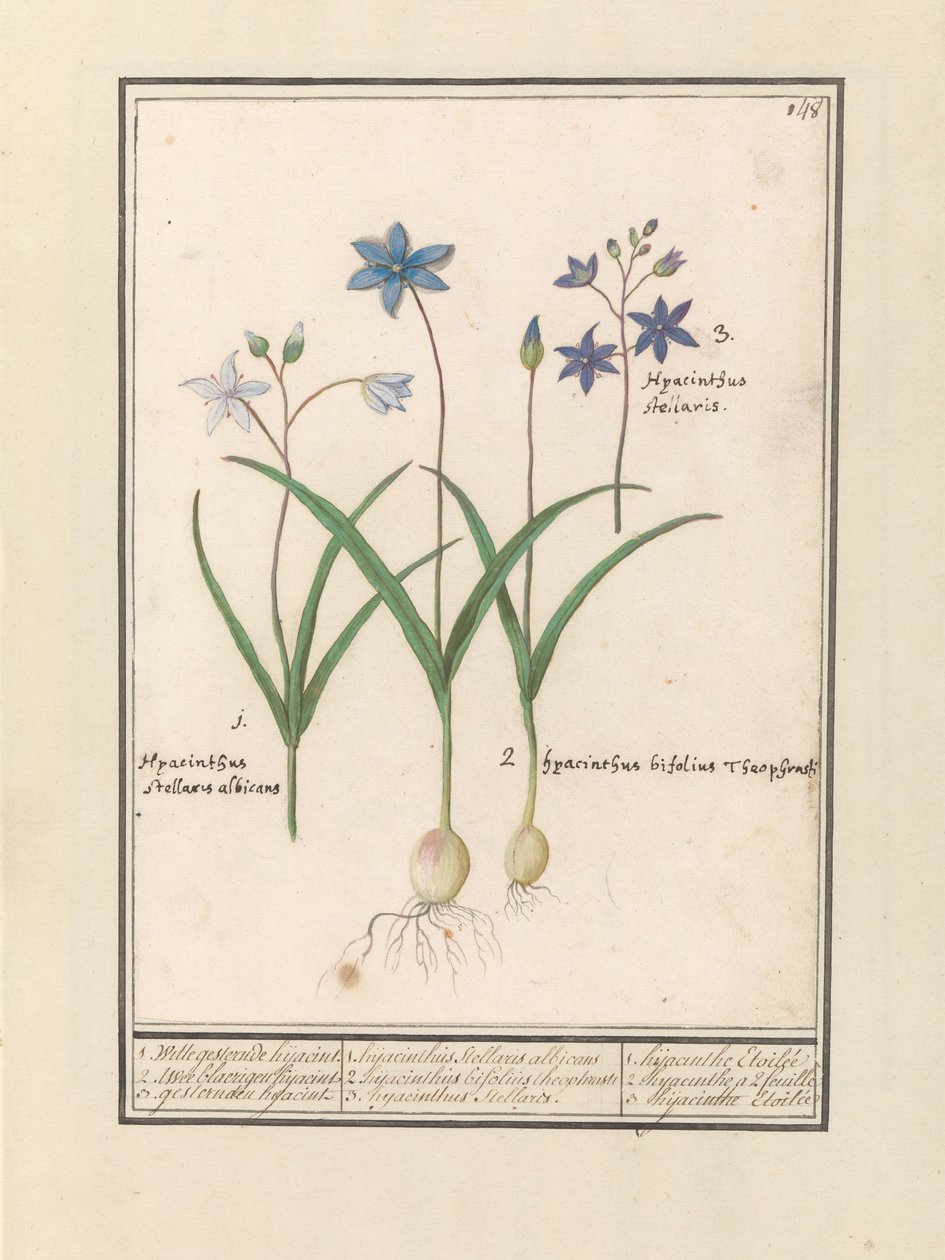 Sterhyacint (Scilla) door Anselmus Boëtius de Boodt