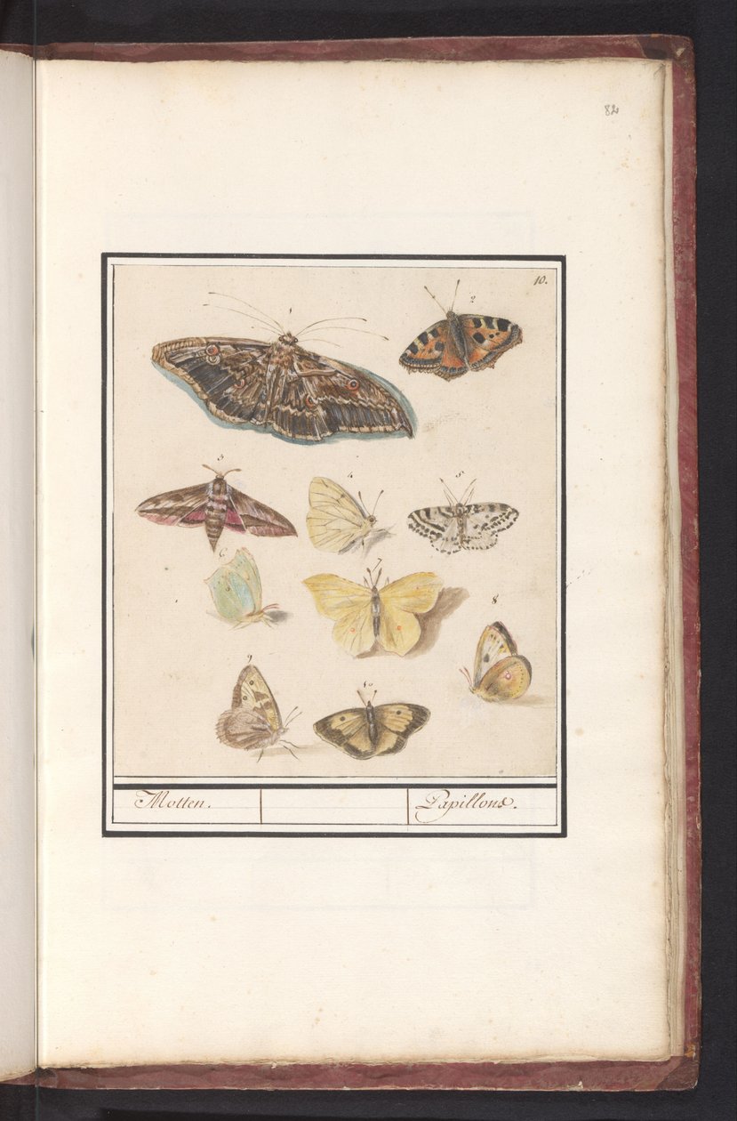 Vlinders en motten door Anselmus Boëtius de Boodt