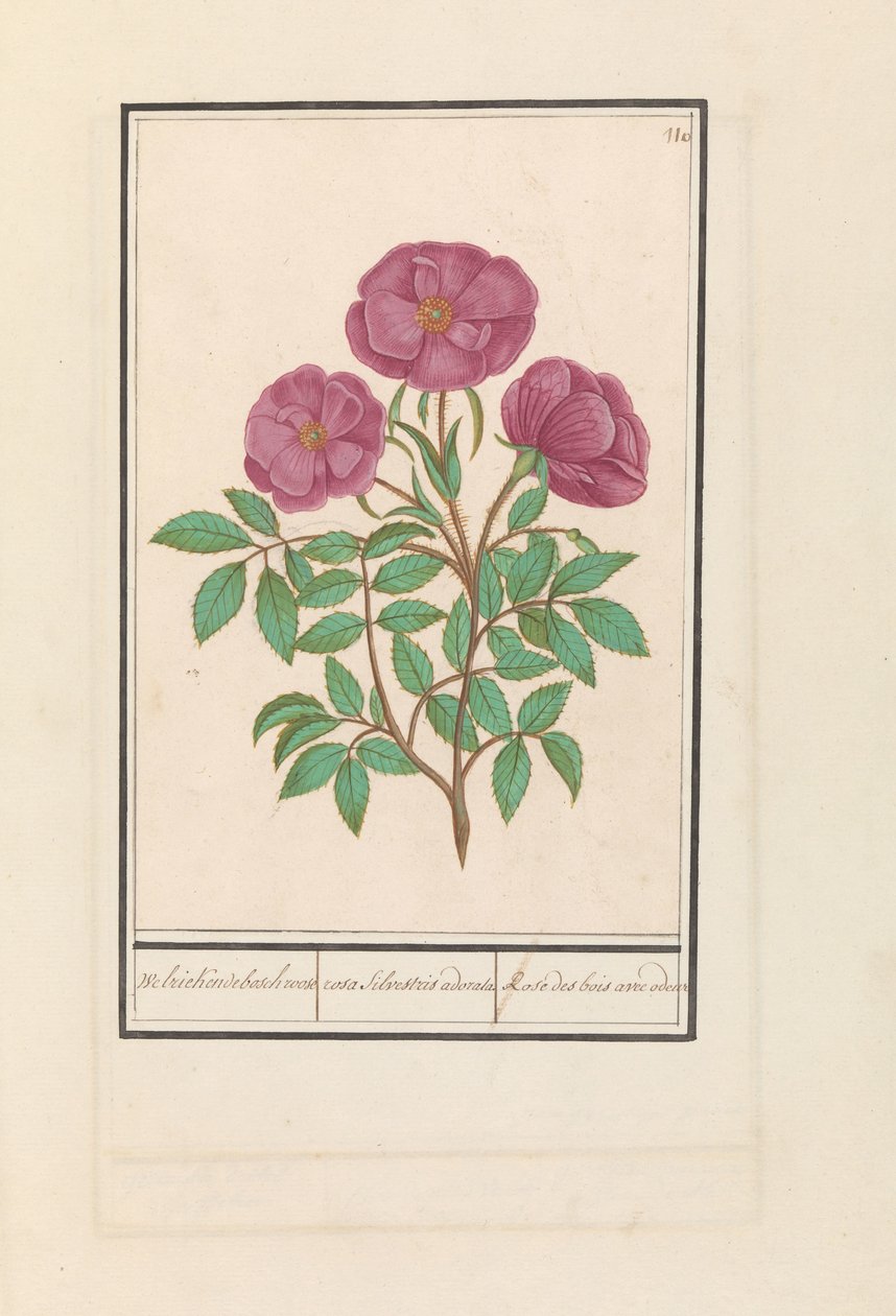Wilde roos (Rosa) door Anselmus Boëtius de Boodt