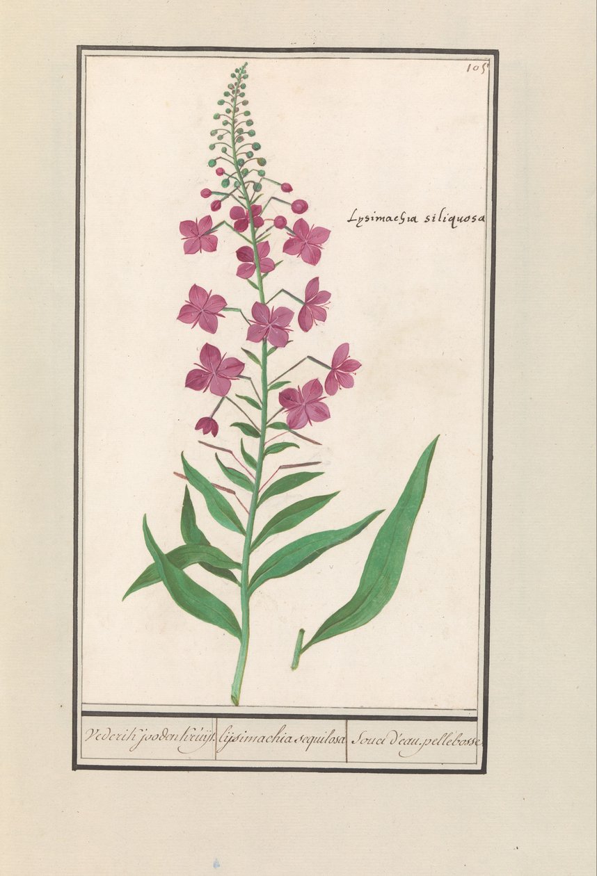 Wilgenroosje (Chamerion angustifolium) Vederik jooden Kruijt. lijsimachia sequilosa Souci d