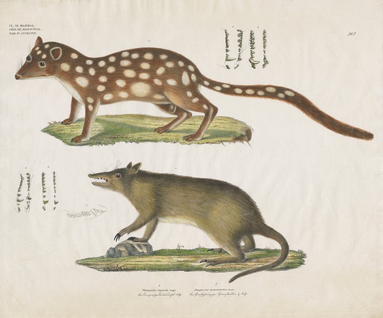 Australische buideldieren met anatomische details (handgekleurde litho) door Anstalt Arnz & Co.