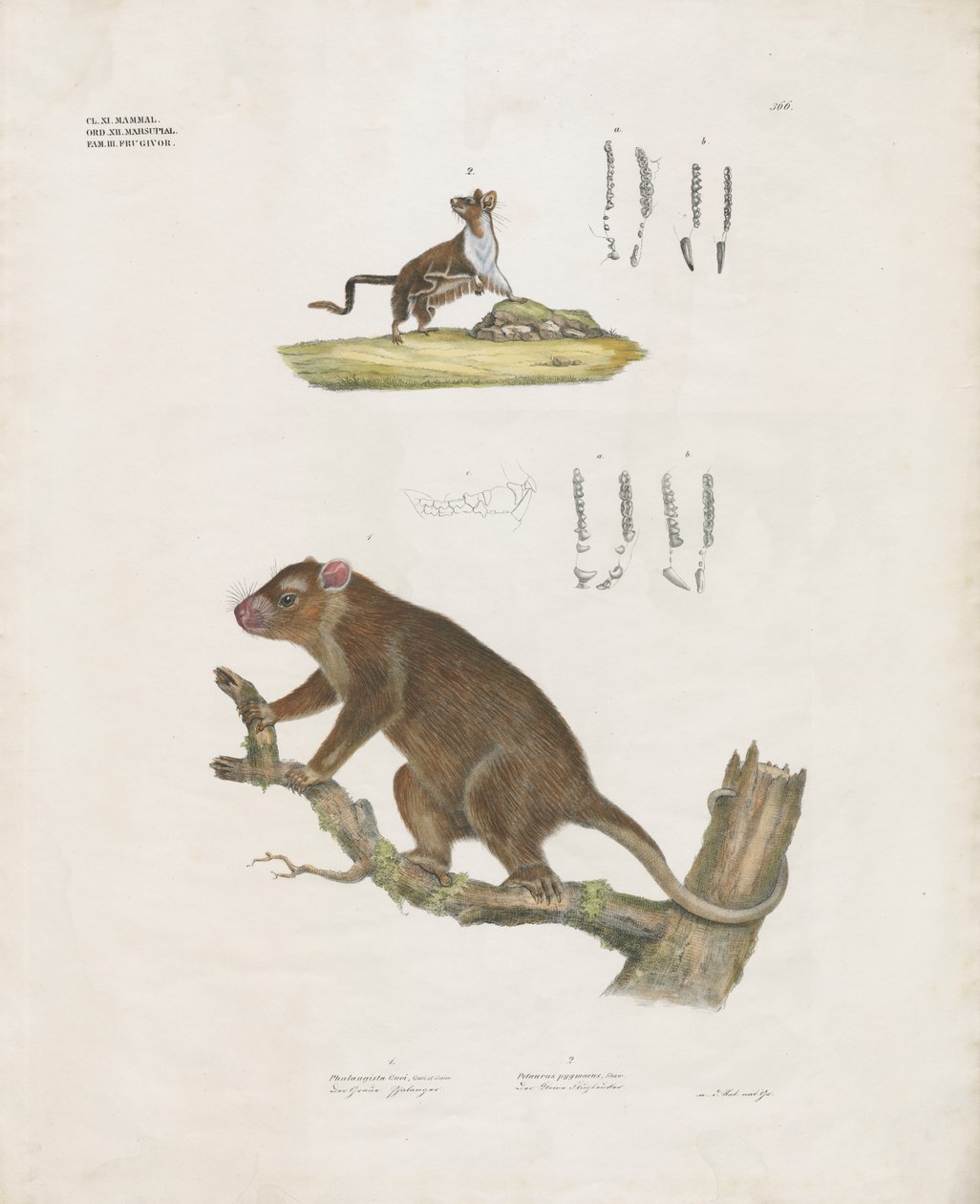 Australische buideldieren met gebitsgegevens (handgekleurde litho) door Anstalt Arnz & Co.