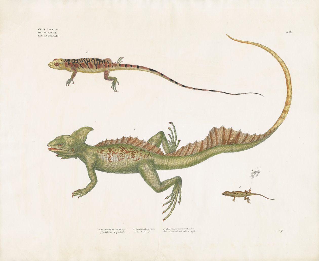 Basilisken en kleine hagedissen met bijzondere kenmerken (handgekleurde litho) door Anstalt Arnz & Co.