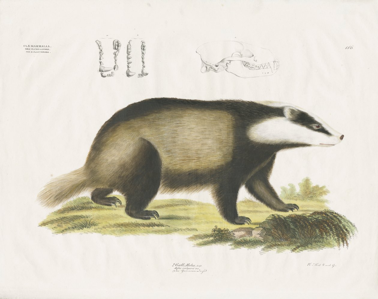 Europese das met schedelillustratie (handgekleurde litho) door Anstalt Arnz & Co.