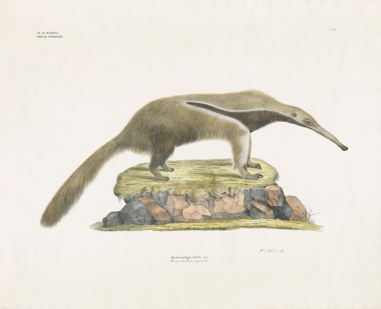 Reuzenmiereneter op rotsachtig terrein (handgekleurde litho) door Anstalt Arnz & Co.