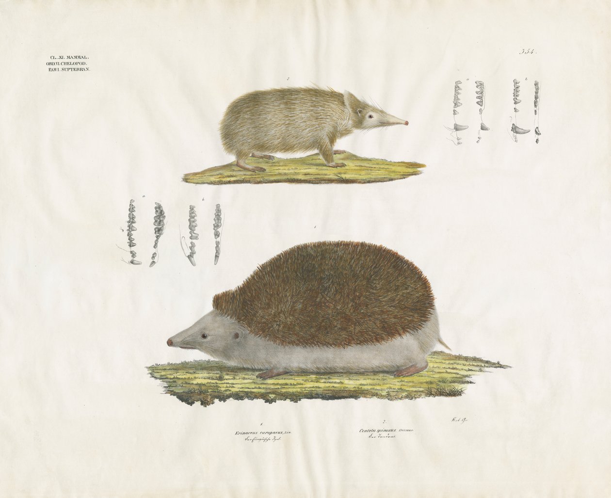 Egel en Tenrec met anatomische details (handgekleurde litho) door Anstalt Arnz & Co.