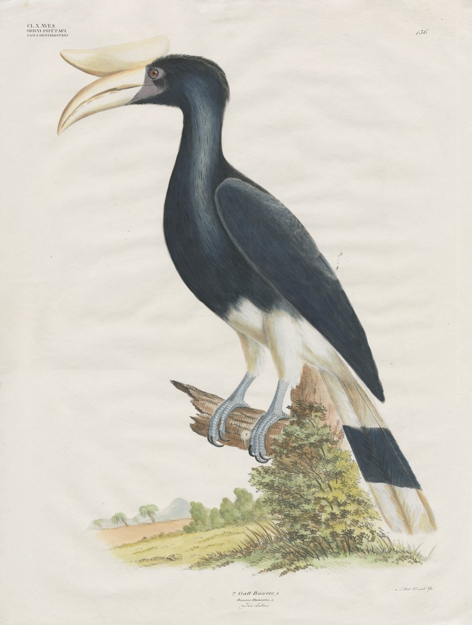 Neushoornvogel (handgekleurde litho) door Anstalt Arnz & Co.