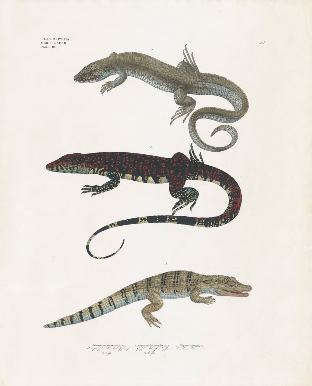 Varaan, giftige hagedis en alligator uit de Reptielenklas (handgekleurde litho) door Anstalt Arnz & Co.