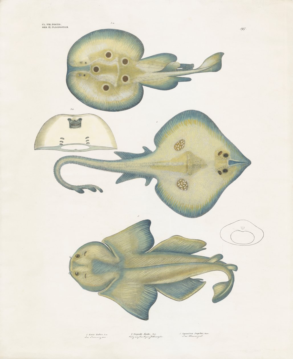 Roggensoorten uit de orde Rajiformes (handgekleurde litho) door Anstalt Arnz & Co.