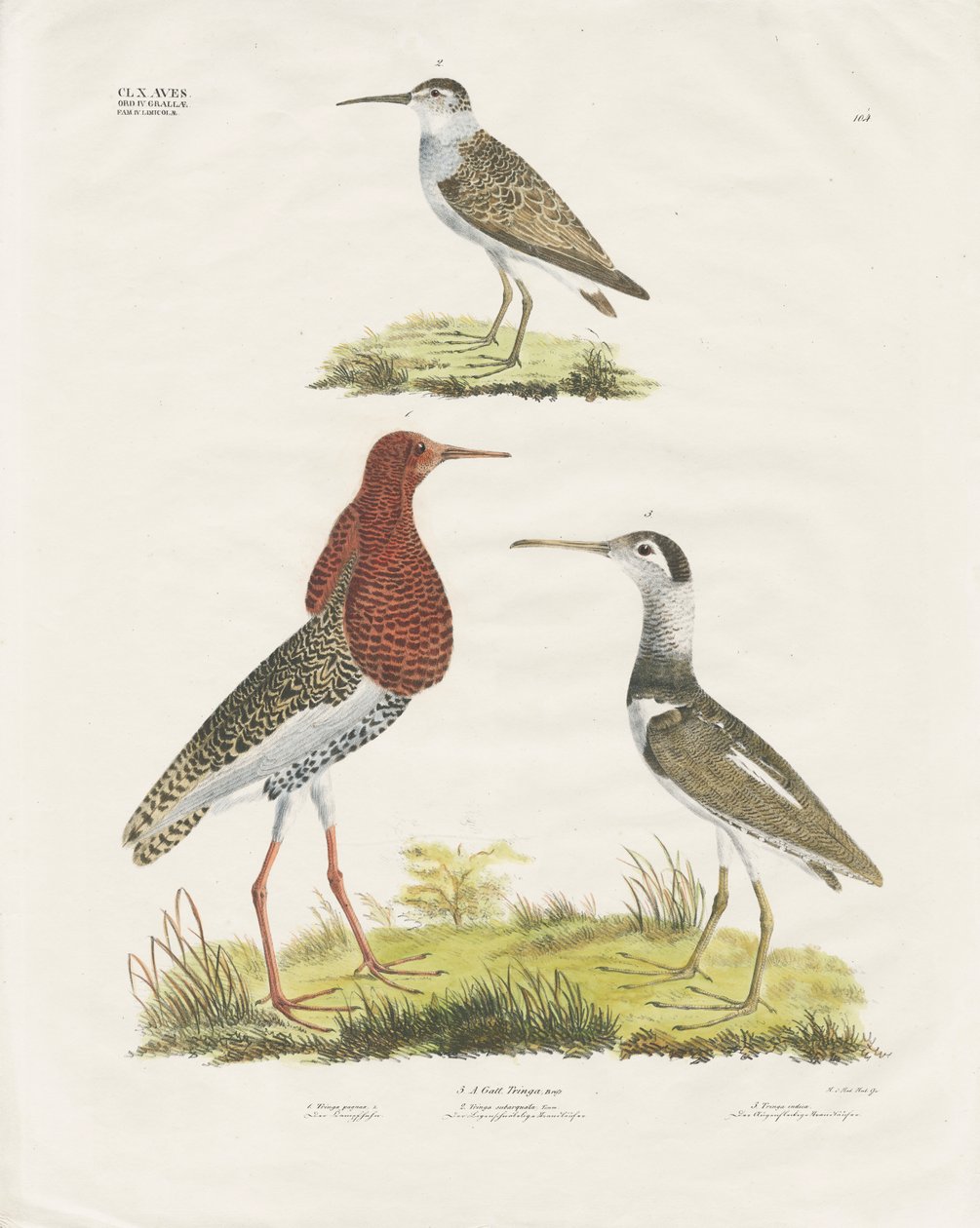 Oeverlopers en Kemphaan (handgekleurde litho) door Anstalt Arnz & Co.