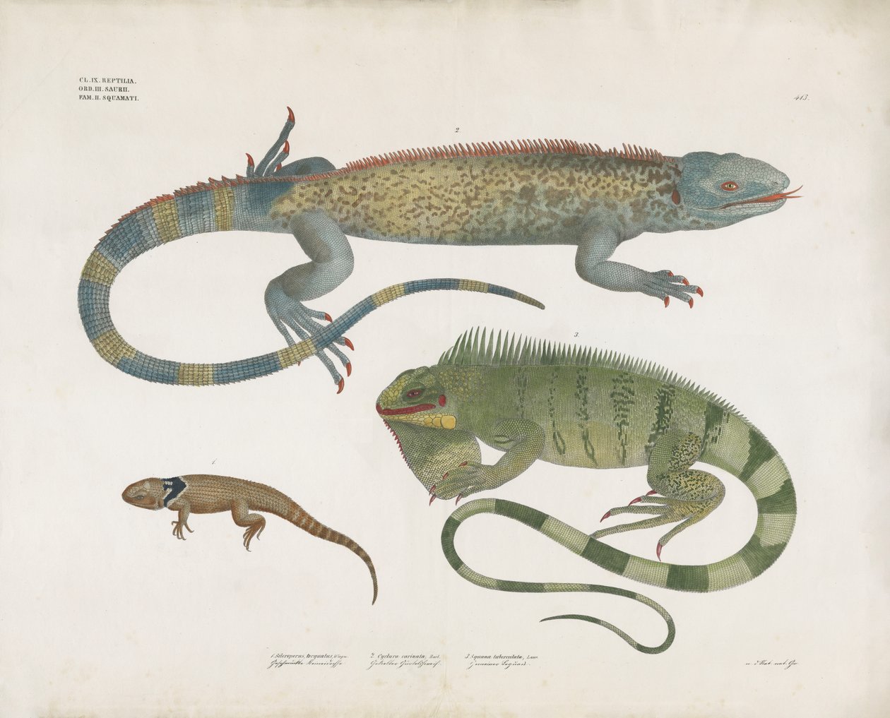 Geschubde hagedissen uit verschillende habitats (handgekleurde litho) door Anstalt Arnz & Co.