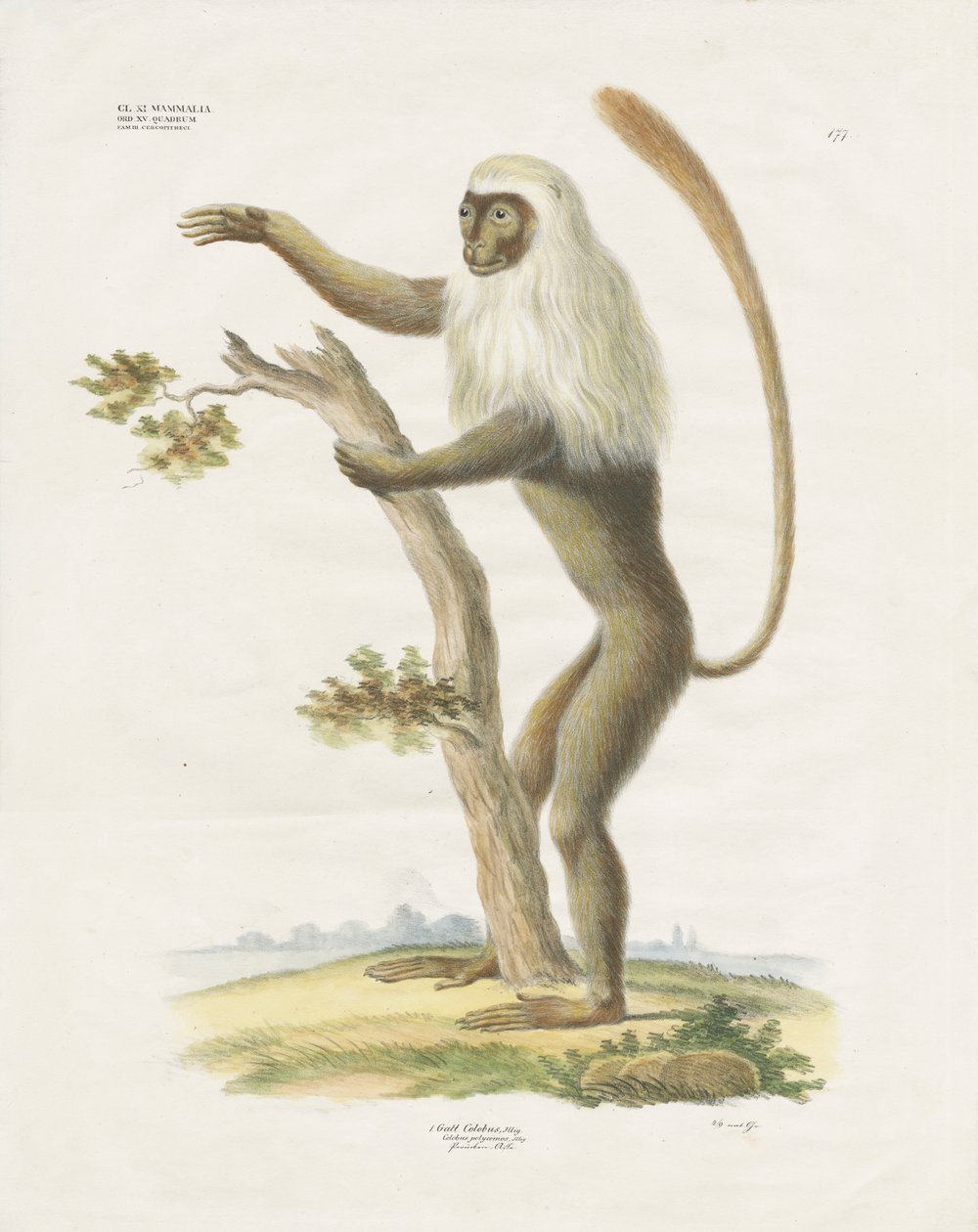 Zilverkleurige Lutung in een boom (handgekleurde litho) door Anstalt Arnz & Co.