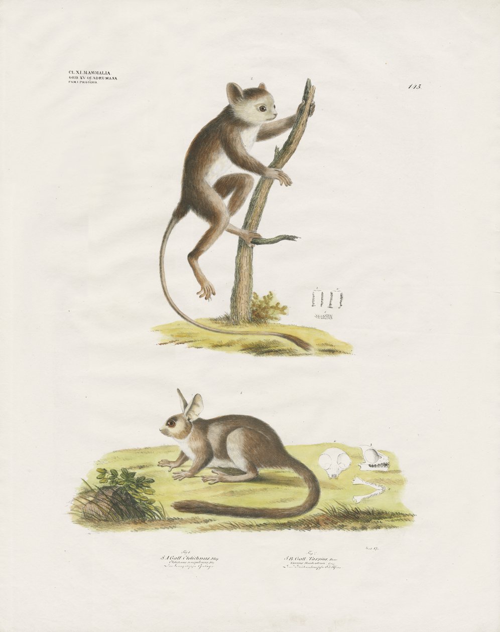 Kleine zoogdieren van de knaagdierenfamilie (handgekleurde litho) door Anstalt Arnz & Co.
