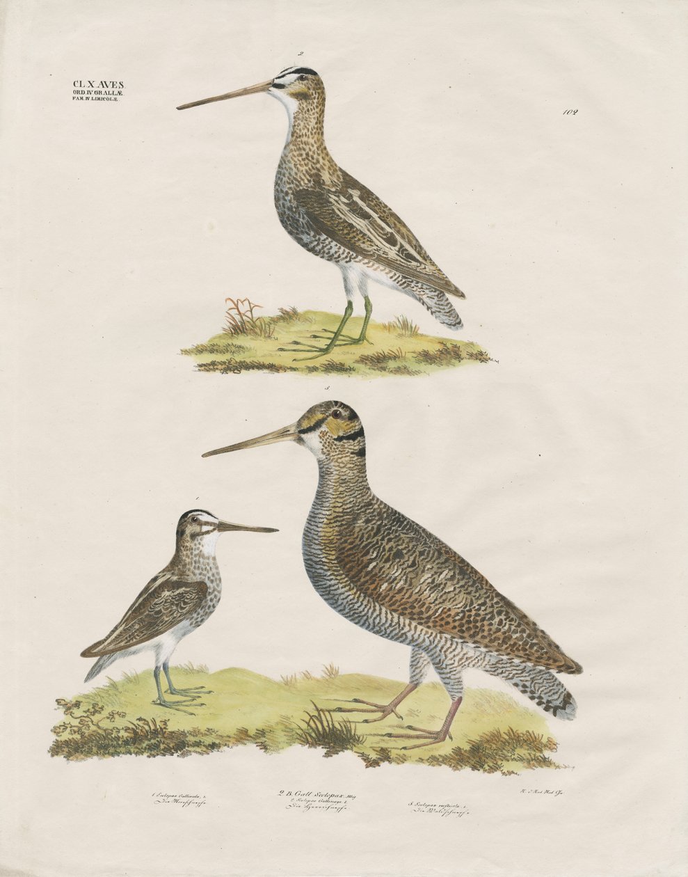 Watersnip soorten (handgekleurde litho) door Anstalt Arnz & Co.