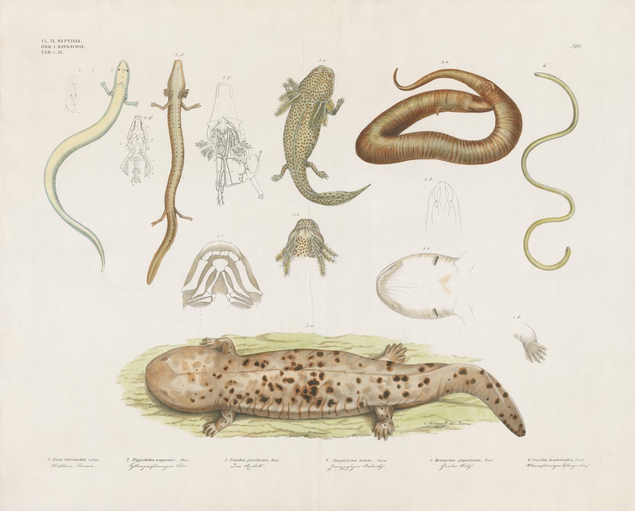 Diverse amfibieën en anatomische studies (handgekleurde litho) door Anstalt Arnz & Co.