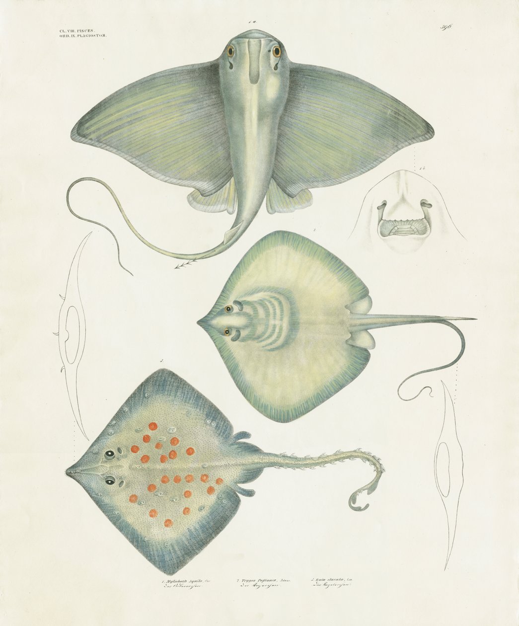 Diverse roggensoorten met anatomische details (handgekleurde litho) door Anstalt Arnz & Co.