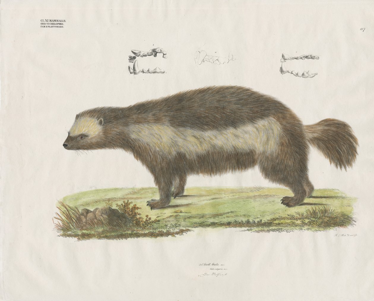 Wolverine met tandheelkundige details (handgekleurde litho) door Anstalt Arnz & Co.