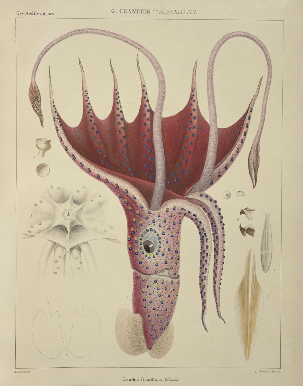 Inktvis, Pl.2 uit 