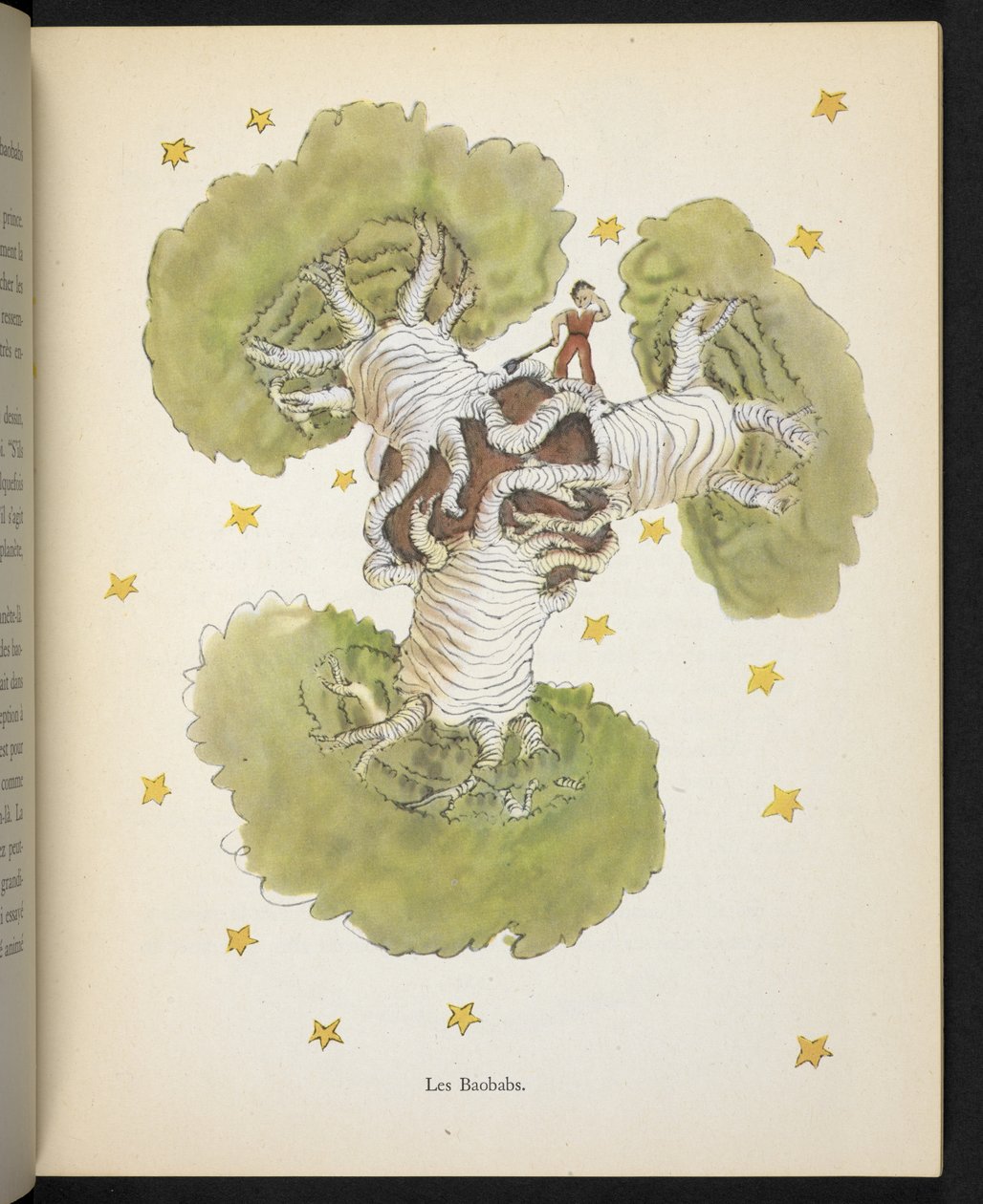 De Baobabs, illustratie uit 