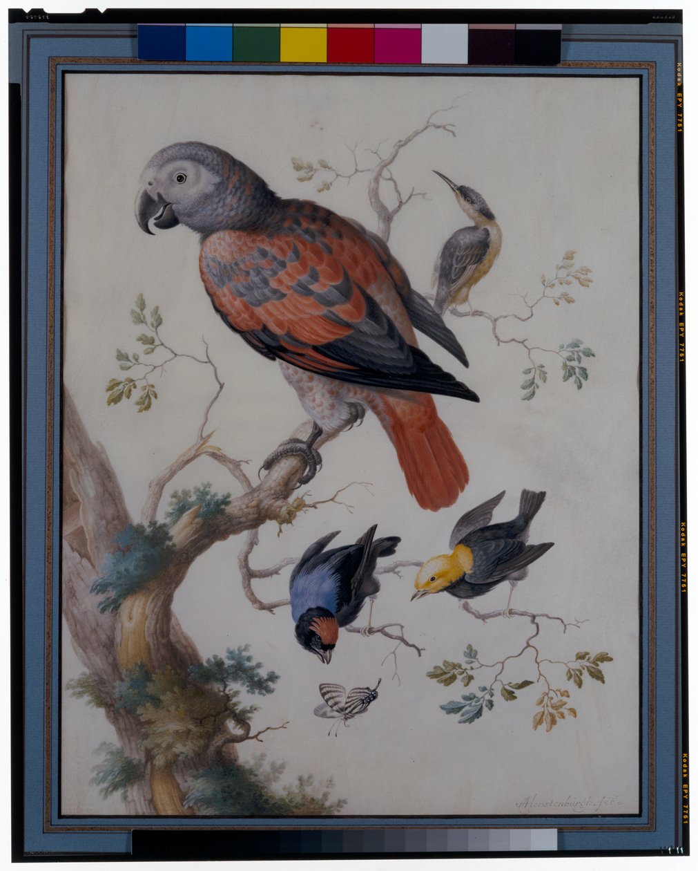 Een rode en grijze papegaai met andere exotische vogels door Anton Henstenburgh