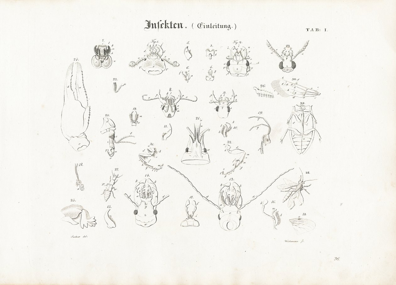 Anatomie van insecten door Anton Wachsmann