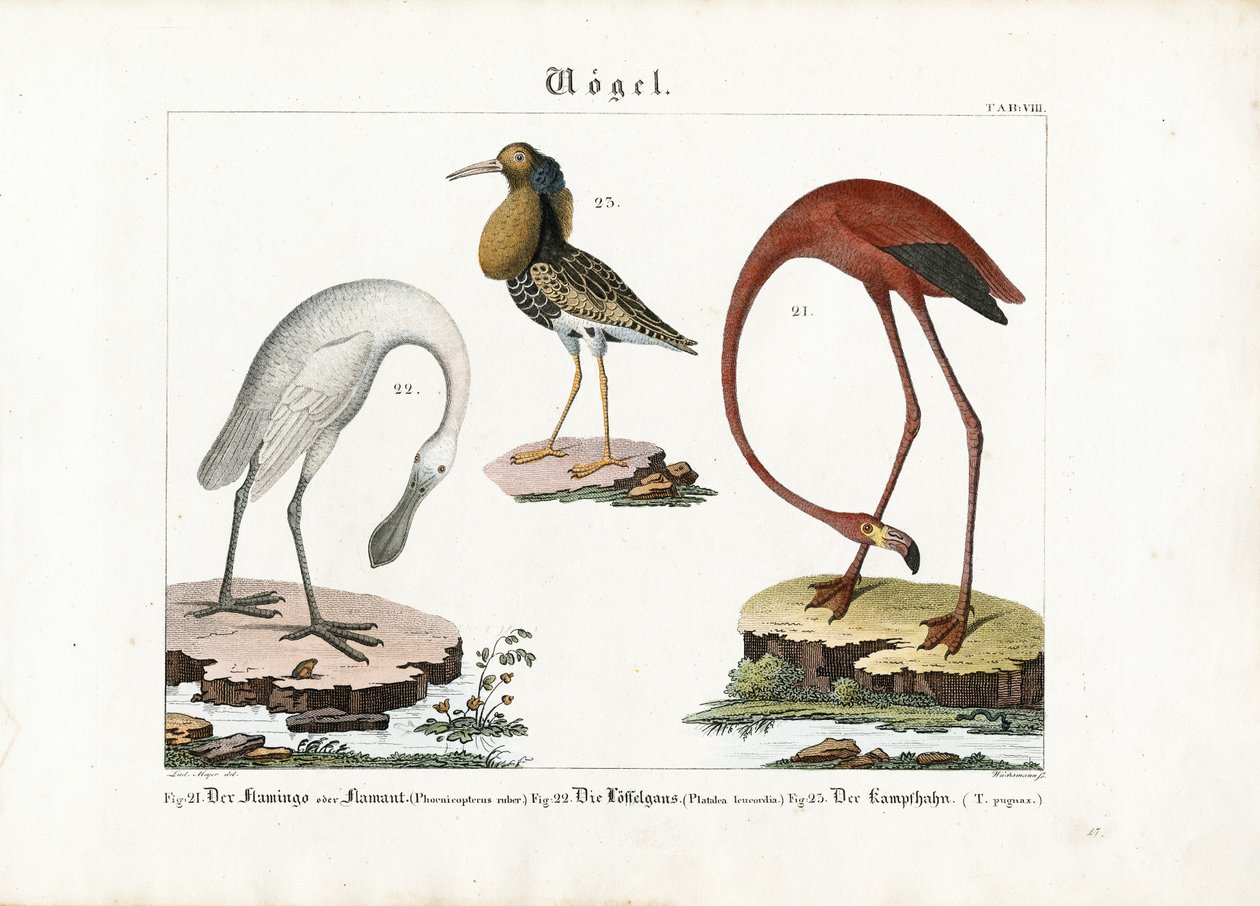 Flamingo, lepelaar en manchet door Anton Wachsmann