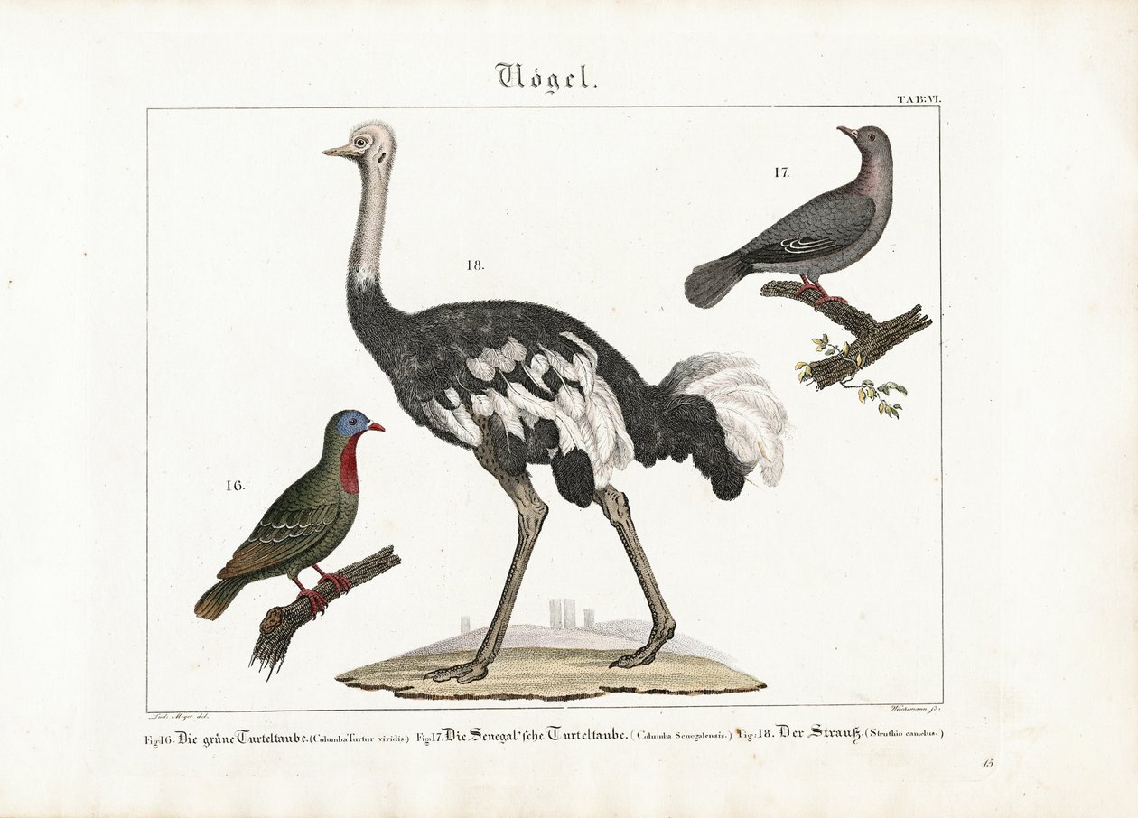 Groene duif, lachduif en Afrikaanse struisvogel door Anton Wachsmann