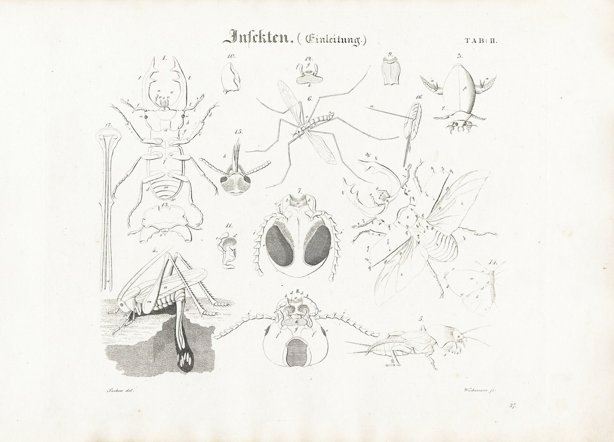 Anatomie van insecten door Anton Wachsmann