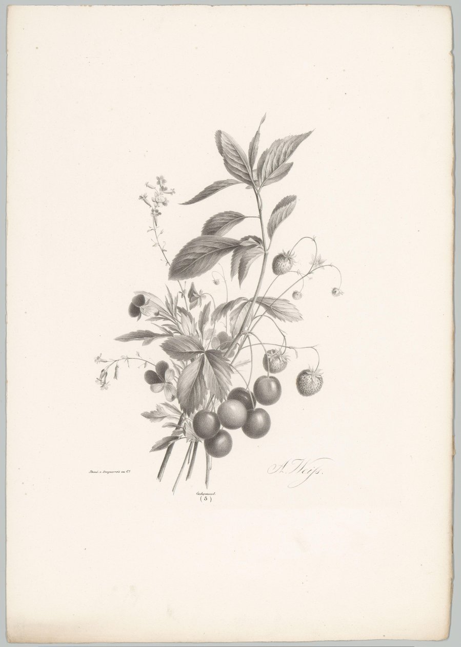 Bloemen, aardbeien en kersen door Anton Weiss