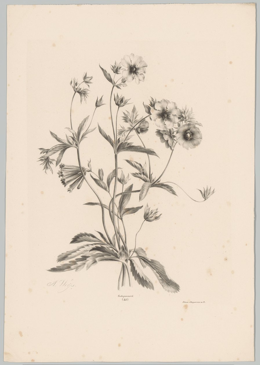 Diverse bloemen door Anton Weiss